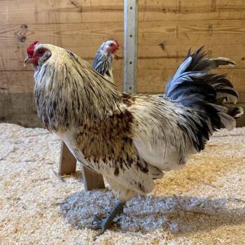SONNY -  Chicken Bird for Adoption in Methuen, Massachusetts - SONNY | PetCurious
