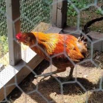 Hei Hei -  Chicken Bird for Adoption in Hampton Bays, New York - Hei Hei | PetCurious