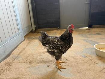 BOB -  Chicken Bird for Adoption in Loveland, Colorado - BOB | PetCurious