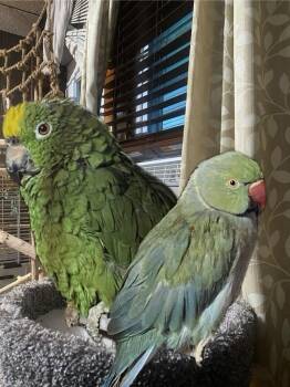 Parakeet Birds Available for Adoption in Pittsburgh, Pennsylvania - Oscar | PetCurious