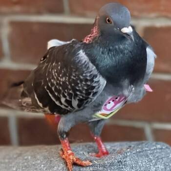 Cupcake -  Pigeon Bird for Adoption in Chicago, Illinois - Cupcake | PetCurious