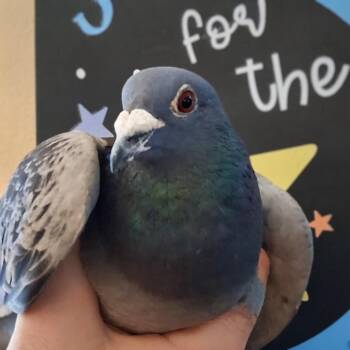 Pigeon Birds Available for Adoption in Chicago, Illinois - Mercury | PetCurious