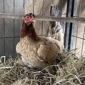 Chicken Birds Available for Adoption in Santa Cruz, California - PENNY* | PetCurious