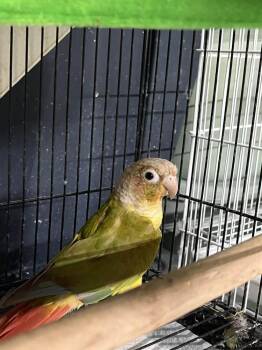 Conure Birds Available for Adoption in Pittsburgh, Pennsylvania - Nutmeg | PetCurious