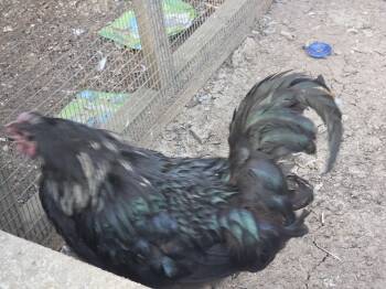 Shimmer -  Chicken Bird for Adoption in Wantage, New Jersey - Shimmer | PetCurious