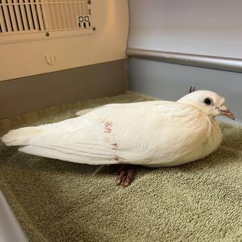 Sophia -  Pigeon Bird for Adoption in Pauls Valley, Oklahoma - Sophia | PetCurious