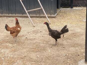 ROSEMARY -  Chicken Bird for Adoption in Tustin, California - ROSEMARY | PetCurious