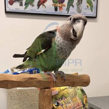 Charles -  Poicephalus Senegal Bird Available for Adoption in West Warwick, Rhode Island - Charles | PetCurious