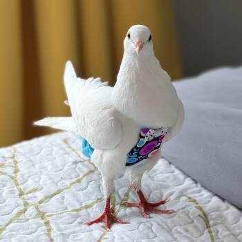 Seraphina -  Pigeon Bird for Adoption in Chicago, Illinois - Seraphina | PetCurious