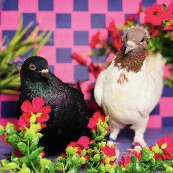 Crow Lady & Caton (married couple) -  Pigeon Bird for Adoption in Chicago, Illinois - Crow Lady & Caton (married Couple) | PetCurious