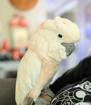 Cockatoo Birds Available for Adoption - Curly | PetCurious
