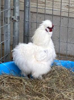 Chicken Birds Available for Adoption in Union, Missouri - TREFOIL | PetCurious