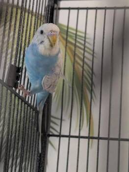 Lentille -  Parakeet Bird for Adoption in Montreal, Quebec - Lentille | PetCurious