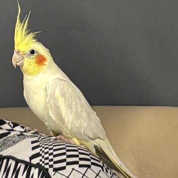 Cockatiel Birds Available for Adoption in Lenexa, Kansas - Mellow Yellow | PetCurious