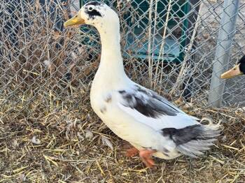 Duck Birds Available for Adoption - GUS | PetCurious