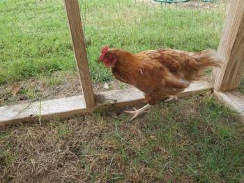 NUGGET -  Chicken Bird for Adoption in Rowlett, Texas - NUGGET | PetCurious