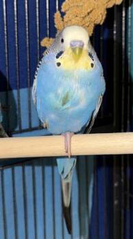 Budgie Budgerigar Birds Available for Adoption - Overwatch | PetCurious