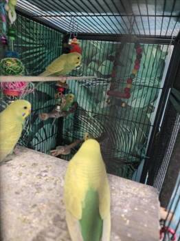 PEEP -  Parakeet Bird for Adoption in Derwood, Maryland - PEEP | PetCurious