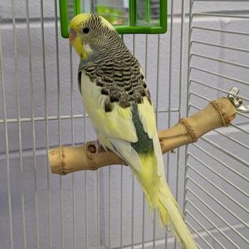 Yellow -  Parakeet Bird for Adoption in Syracuse, New York - Yellow | PetCurious
