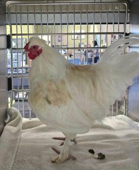 Snowball -  Chicken Bird for Adoption in Rockwall, Texas - Snowball | PetCurious
