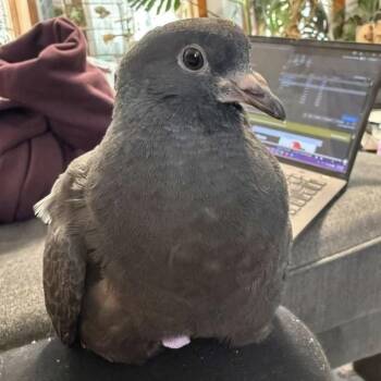 Pigeon Birds Available for Adoption in Chicago, Illinois - Integrity | PetCurious