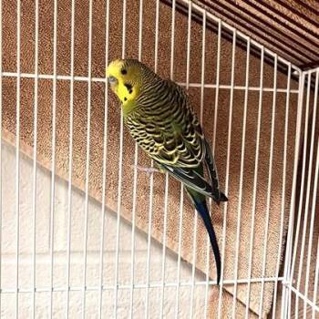Parakeet #15 -  Parakeet Bird for Adoption in Wheaton, Illinois - Parakeet #15 | PetCurious