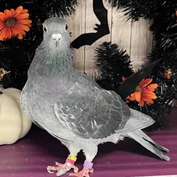 Milwaukee -  Pigeon Bird for Adoption in Chicago, Illinois - Milwaukee | PetCurious