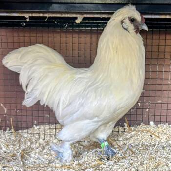 Huey -  Chicken Bird for Adoption in Fairport, New York - Huey | PetCurious