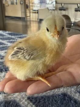 Starlight -  Chicken Bird for Adoption in Roseville, California - Starlight | PetCurious