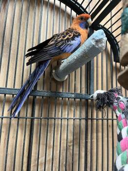 Burger -  Rosella Bird for Adoption in Inverness, Florida - Burger | PetCurious