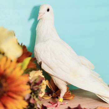 Primrose -  Pigeon Bird for Adoption in Chicago, Illinois - Primrose | PetCurious