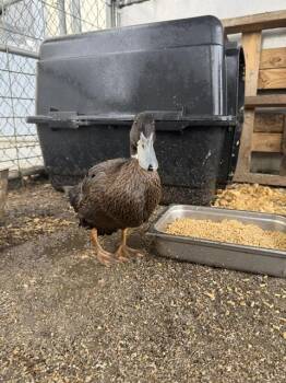 CORI -  Duck Bird for Adoption in Salinas, California - CORI | PetCurious