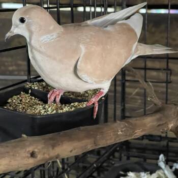 Lonesome & friends -  Dove Bird for Adoption in Oakville, Washington - Lonesome & Friends | PetCurious