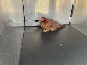 Chicken Birds Available for Adoption in Ontario, California - PEEP | PetCurious