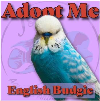 Assorted English Budgie -  Parakeet Bird for Adoption in Neenah, Wisconsin - Assorted English Budgie | PetCurious