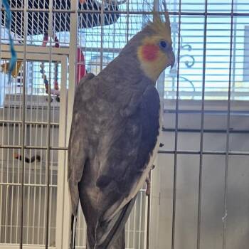Walter -  Cockatiel Bird for Adoption in Lenexa, Kansas - Walter | PetCurious