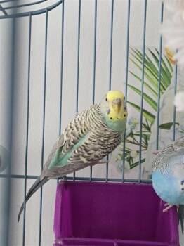 Budgie Budgerigar Birds Available for Adoption - Iris | PetCurious