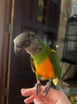 Bailey -  Poicephalus Senegal Bird Available for Adoption in Middletown Township, New Jersey - Bailey | PetCurious