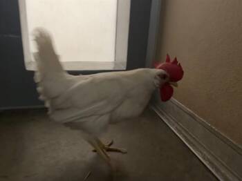 MRS. CLUCK -  Chicken Bird for Adoption in Santa Monica, California - MRS. CLUCK | PetCurious