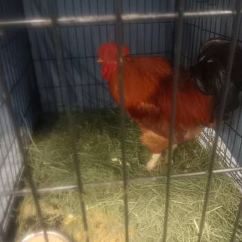 Chicken Birds Available for Adoption in St. Louis, Missouri - Hei Hei | PetCurious