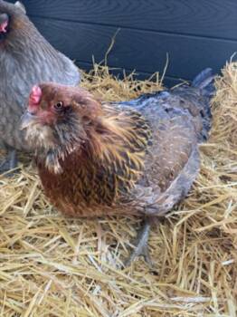 Chicken Birds Available for Adoption in Loveland, Colorado - PRIM | PetCurious