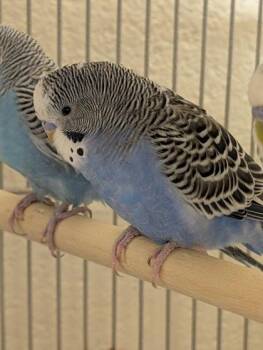 Budgie Budgerigar Birds Available for Adoption in Fairfax, Virginia - Kraken | PetCurious