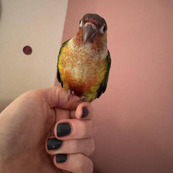 Dmitri -  Conure Bird for Adoption in Ontario, New York - Dmitri | PetCurious