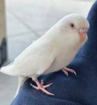 Jessie Eisenbird -  Parakeet Bird for Adoption in Bloomington, Indiana - Jessie Eisenbird | PetCurious