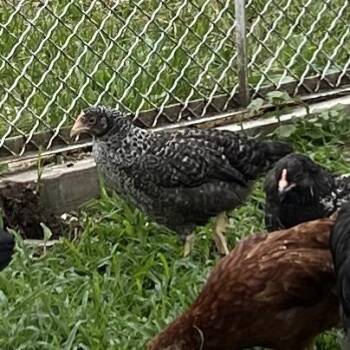 Mary Beth -  Chicken Bird for Adoption in Quakertown, Pennsylvania - Mary Beth | PetCurious