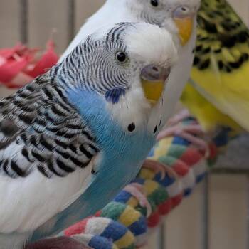 Parakeet Birds Available for Adoption in Kanab, Utah - Bob | PetCurious