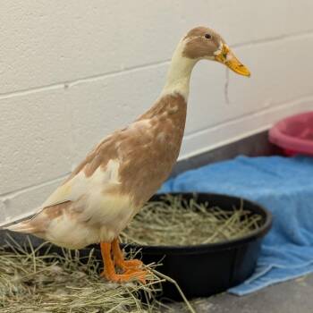 Bonnie -  Duck Bird for Adoption in Pittsburgh, Pennsylvania - Bonnie | PetCurious