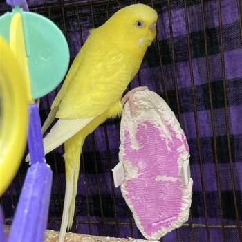 Bonnie -  Parakeet Bird for Adoption in Prince Frederick, Maryland - Bonnie | PetCurious