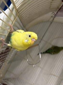 Wario -  Parakeet Bird for Adoption in Lowell, Massachusetts - Wario | PetCurious