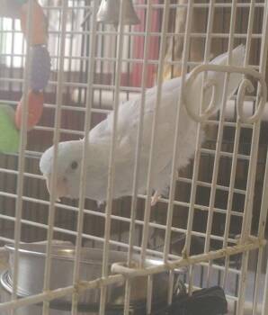 Parrotlet Birds Available for Adoption - Chitter | PetCurious